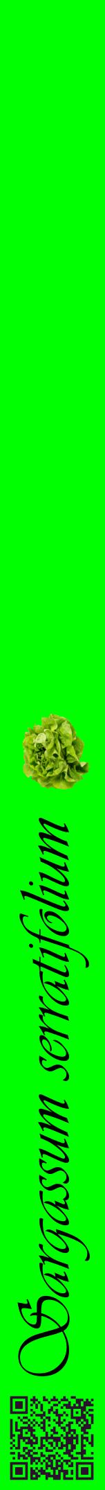Étiquette de : Sargassum serratifolium - format a - style noire16viv avec qrcode et comestibilité simplifiée