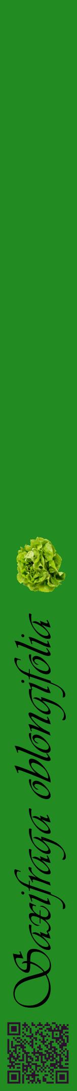 Étiquette de : Saxifraga oblongifolia - format a - style noire10viv avec qrcode et comestibilité simplifiée