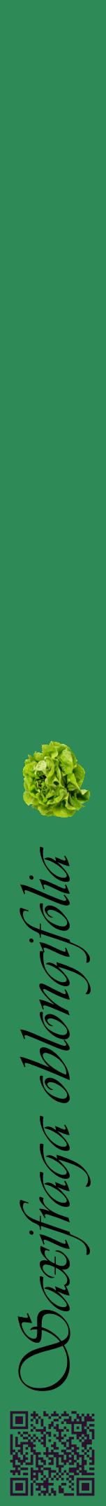 Étiquette de : Saxifraga oblongifolia - format a - style noire11viv avec qrcode et comestibilité simplifiée