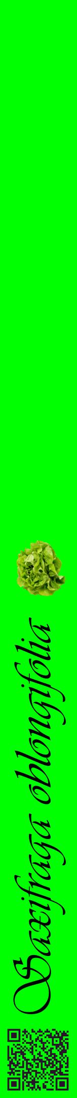 Étiquette de : Saxifraga oblongifolia - format a - style noire16viv avec qrcode et comestibilité simplifiée
