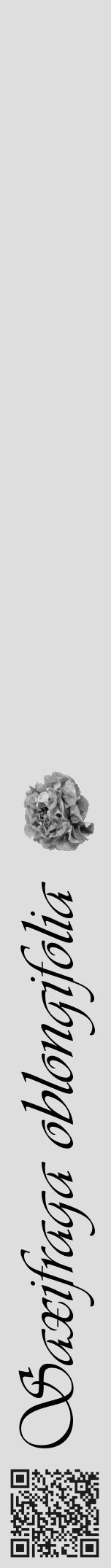 Étiquette de : Saxifraga oblongifolia - format a - style noire20simpleviv avec qrcode et comestibilité simplifiée - position verticale