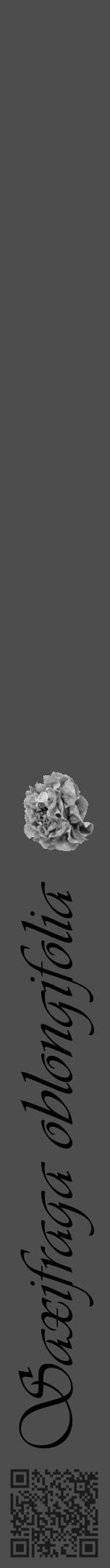 Étiquette de : Saxifraga oblongifolia - format a - style noire28viv avec qrcode et comestibilité simplifiée - position verticale