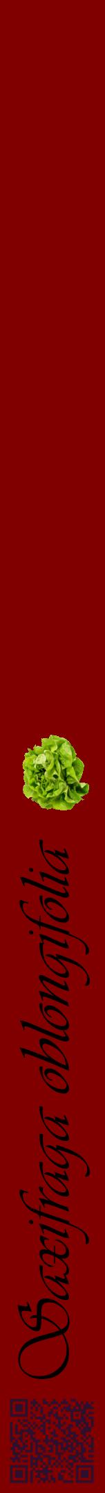 Étiquette de : Saxifraga oblongifolia - format a - style noire29viv avec qrcode et comestibilité simplifiée