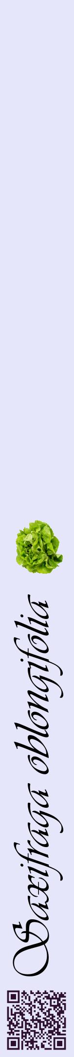 Étiquette de : Saxifraga oblongifolia - format a - style noire55viv avec qrcode et comestibilité simplifiée