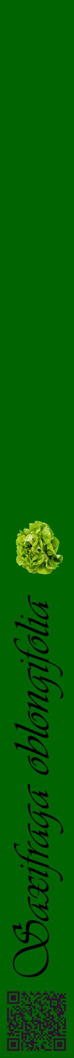 Étiquette de : Saxifraga oblongifolia - format a - style noire8viv avec qrcode et comestibilité simplifiée