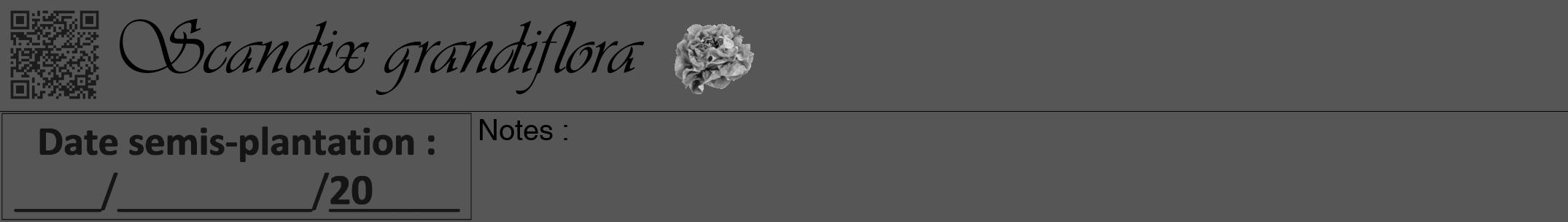 Étiquette de : Scandix grandiflora - format a - style noire45viv avec qrcode et comestibilité simplifiée