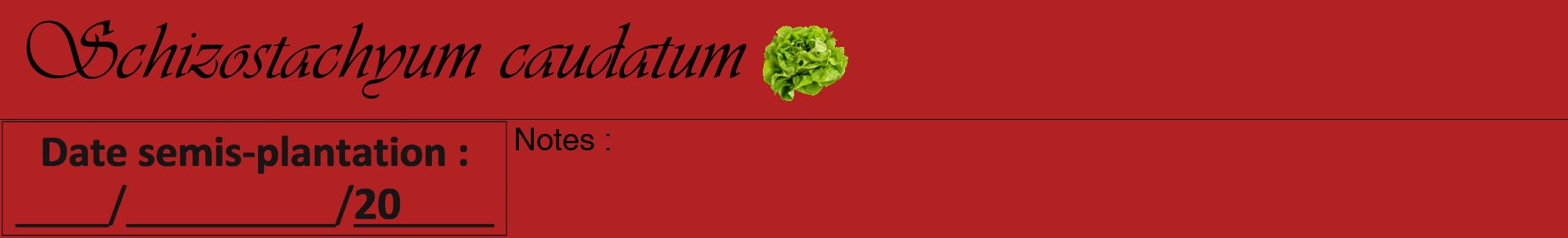 Étiquette de : Schizostachyum caudatum - format a - style noire28viv avec comestibilité simplifiée