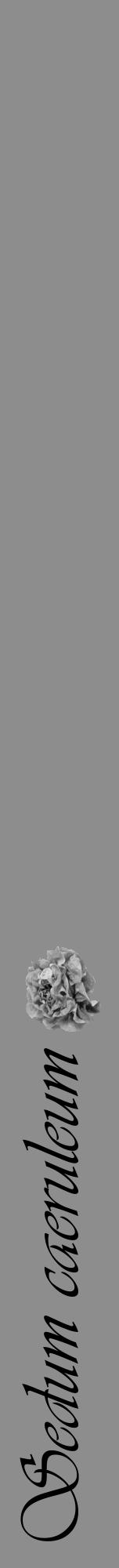 Étiquette de : Sedum caeruleum - format a - style noire2viv avec comestibilité simplifiée - position verticale