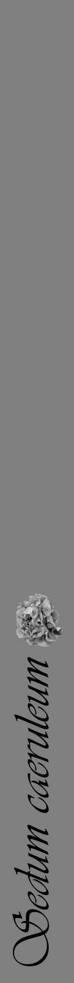 Étiquette de : Sedum caeruleum - format a - style noire31viv avec comestibilité simplifiée - position verticale