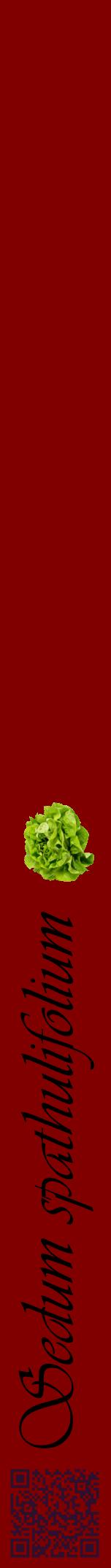 Étiquette de : Sedum spathulifolium - format a - style noire29viv avec qrcode et comestibilité simplifiée