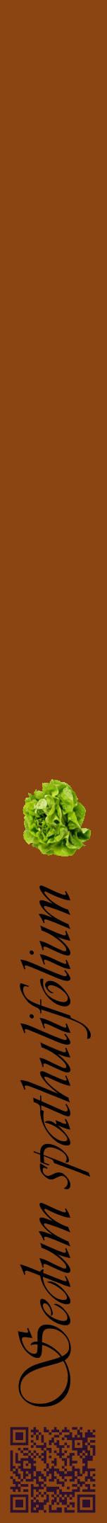 Étiquette de : Sedum spathulifolium - format a - style noire30viv avec qrcode et comestibilité simplifiée