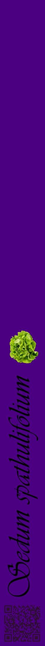 Étiquette de : Sedum spathulifolium - format a - style noire47viv avec qrcode et comestibilité simplifiée