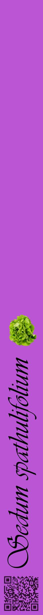 Étiquette de : Sedum spathulifolium - format a - style noire50viv avec qrcode et comestibilité simplifiée