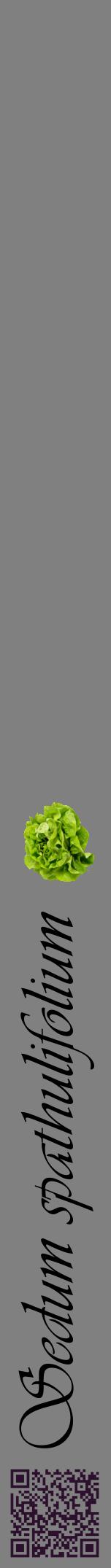 Étiquette de : Sedum spathulifolium - format a - style noire57viv avec qrcode et comestibilité simplifiée