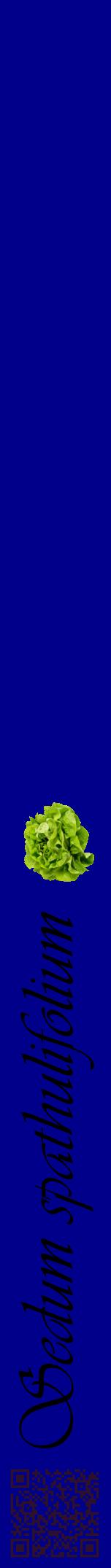 Étiquette de : Sedum spathulifolium - format a - style noire7viv avec qrcode et comestibilité simplifiée