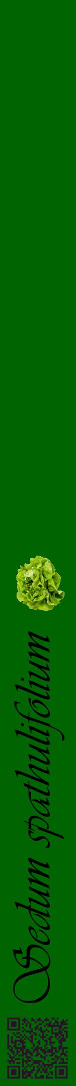 Étiquette de : Sedum spathulifolium - format a - style noire8viv avec qrcode et comestibilité simplifiée