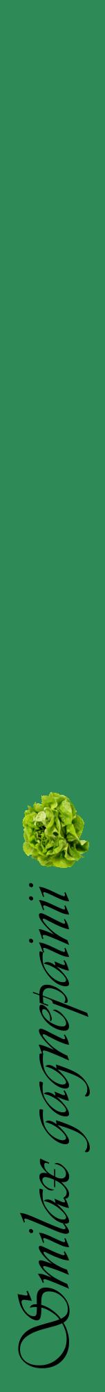 Étiquette de : Smilax gagnepainii - format a - style noire11viv avec comestibilité simplifiée