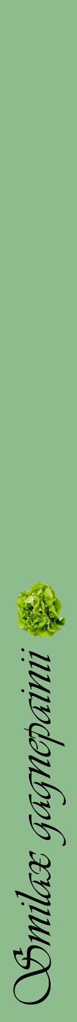 Étiquette de : Smilax gagnepainii - format a - style noire13viv avec comestibilité simplifiée