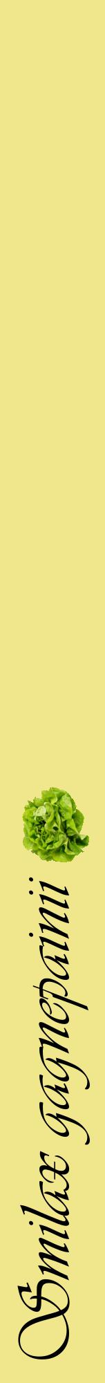 Étiquette de : Smilax gagnepainii - format a - style noire20viv avec comestibilité simplifiée