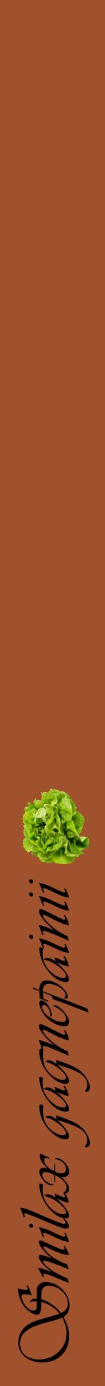 Étiquette de : Smilax gagnepainii - format a - style noire32viv avec comestibilité simplifiée