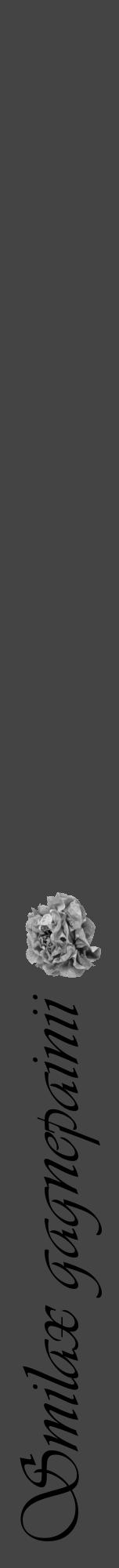 Étiquette de : Smilax gagnepainii - format a - style noire48viv avec comestibilité simplifiée - position verticale