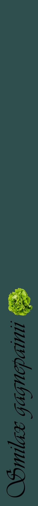 Étiquette de : Smilax gagnepainii - format a - style noire58viv avec comestibilité simplifiée
