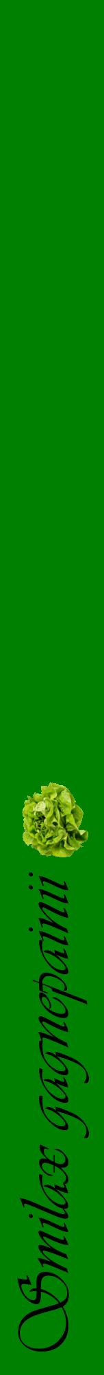 Étiquette de : Smilax gagnepainii - format a - style noire9viv avec comestibilité simplifiée