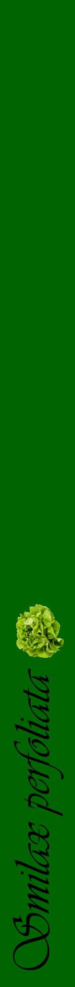 Étiquette de : Smilax perfoliata - format a - style noire8viv avec comestibilité simplifiée