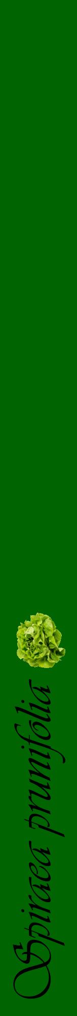 Étiquette de : Spiraea prunifolia - format a - style noire8viv avec comestibilité simplifiée