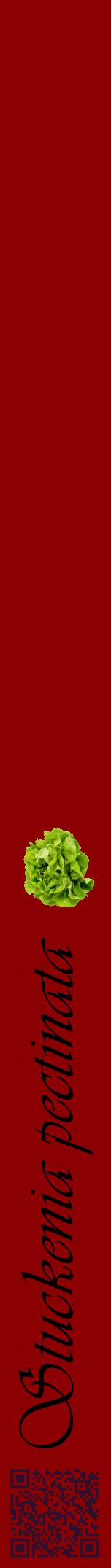 Étiquette de : Stuckenia pectinata - format a - style noire34viv avec qrcode et comestibilité simplifiée