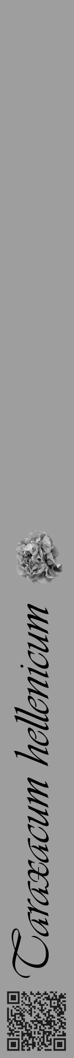 Étiquette de : Taraxacum hellenicum - format a - style noire23viv avec qrcode et comestibilité simplifiée - position verticale