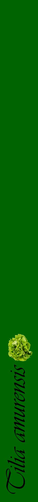 Étiquette de : Tilia amurensis - format a - style noire8viv avec comestibilité simplifiée