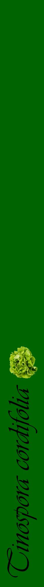 Étiquette de : Tinospora cordifolia - format a - style noire8viv avec comestibilité simplifiée