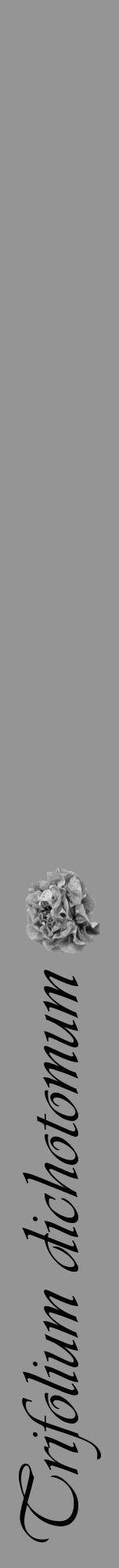 Étiquette de : Trifolium dichotomum - format a - style noire16viv avec comestibilité simplifiée - position verticale