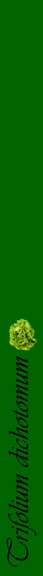 Étiquette de : Trifolium dichotomum - format a - style noire8viv avec comestibilité simplifiée