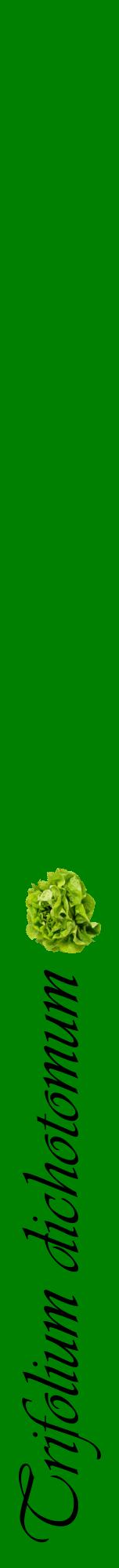 Étiquette de : Trifolium dichotomum - format a - style noire9viv avec comestibilité simplifiée