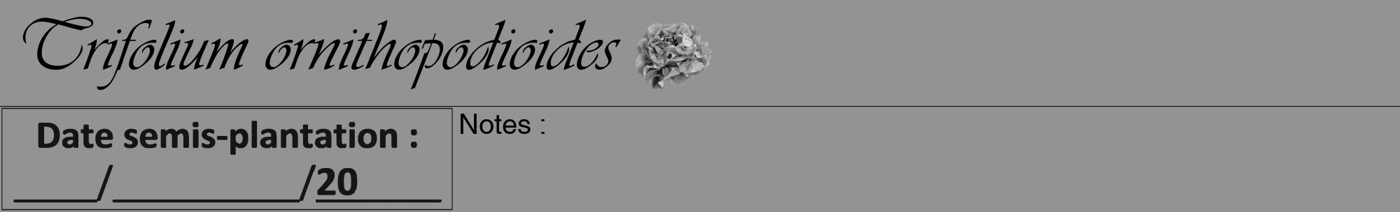 Étiquette de : Trifolium ornithopodioides - format a - style noire44viv avec comestibilité simplifiée