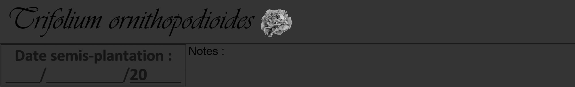 Étiquette de : Trifolium ornithopodioides - format a - style noire46viv avec comestibilité simplifiée