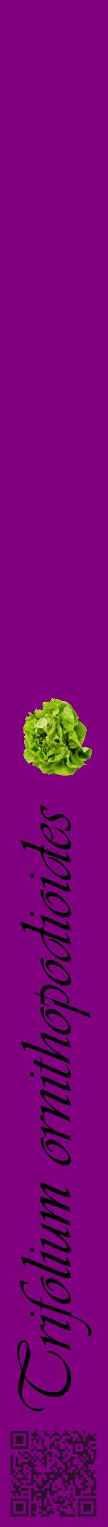Étiquette de : Trifolium ornithopodioides - format a - style noire46viv avec qrcode et comestibilité simplifiée