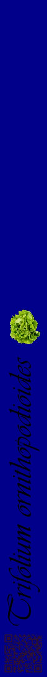 Étiquette de : Trifolium ornithopodioides - format a - style noire7viv avec qrcode et comestibilité simplifiée