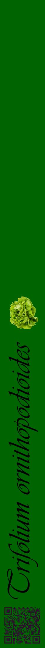 Étiquette de : Trifolium ornithopodioides - format a - style noire8viv avec qrcode et comestibilité simplifiée