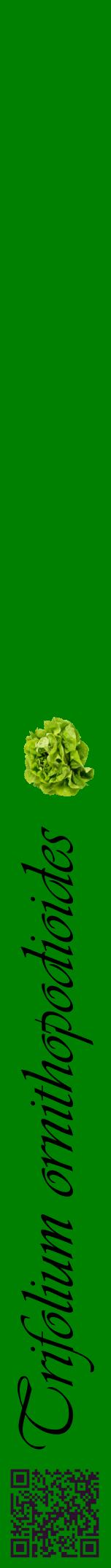 Étiquette de : Trifolium ornithopodioides - format a - style noire9viv avec qrcode et comestibilité simplifiée