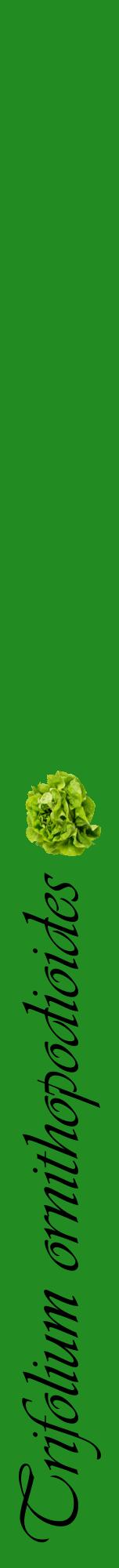 Étiquette de : Trifolium ornithopodioides - format a - style noire10viv avec comestibilité simplifiée