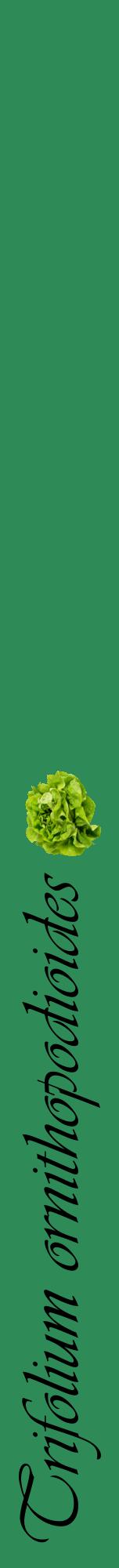 Étiquette de : Trifolium ornithopodioides - format a - style noire11viv avec comestibilité simplifiée