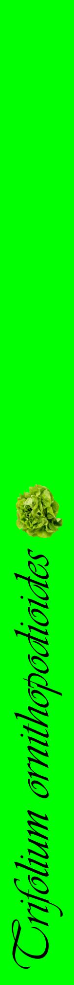 Étiquette de : Trifolium ornithopodioides - format a - style noire16viv avec comestibilité simplifiée