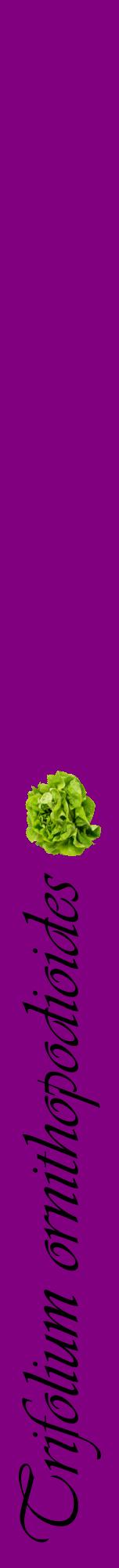 Étiquette de : Trifolium ornithopodioides - format a - style noire46viv avec comestibilité simplifiée