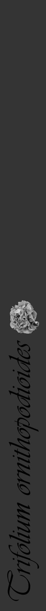 Étiquette de : Trifolium ornithopodioides - format a - style noire46viv avec comestibilité simplifiée - position verticale