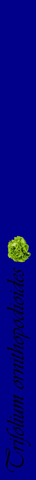 Étiquette de : Trifolium ornithopodioides - format a - style noire7viv avec comestibilité simplifiée