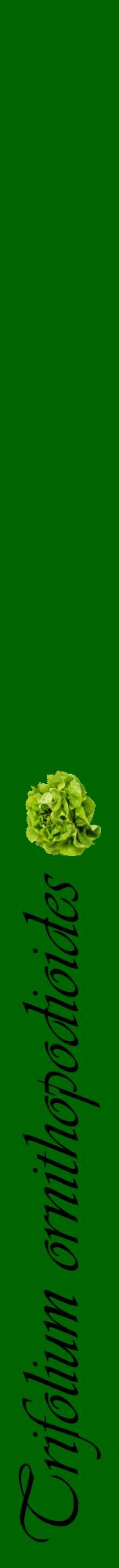 Étiquette de : Trifolium ornithopodioides - format a - style noire8viv avec comestibilité simplifiée