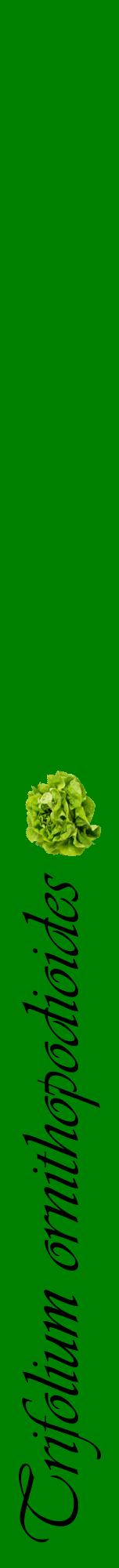 Étiquette de : Trifolium ornithopodioides - format a - style noire9viv avec comestibilité simplifiée